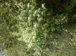 feldt honeysuckle.jpg